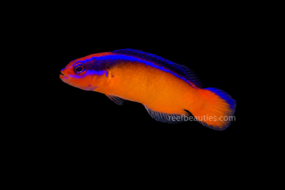 C/B Neon Dottyback (Pseudochromis Aldabraen)