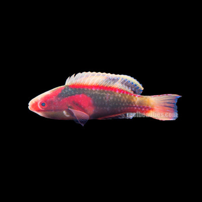 Exquisite Wrasse (Cirrhilabrus Exquisitus)