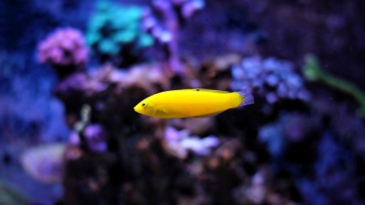 Yellow Coris Wrasse EXPERT (Halichoeres Chrysus)