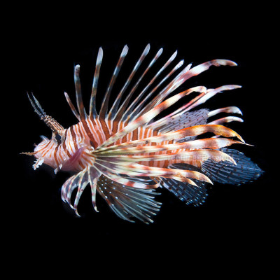 Volitan Black Lion (Pterois Volitans)
