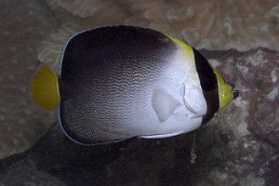 Singapore Angel EXPERT (Chaetodontoplus Mesoleucus)
