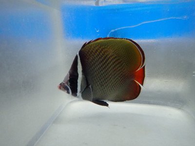 Pakistan Butterfly (Chaetodon Collare)