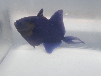 Niger Trigger (Odonus Niger)