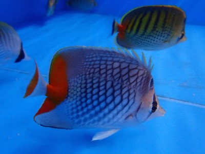 Pearlscale Butterfly (Chaetodon Xanthurus)