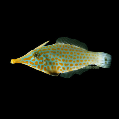 Orangespot Filefish EXPERT (Oxymonacanthus Longirostris)