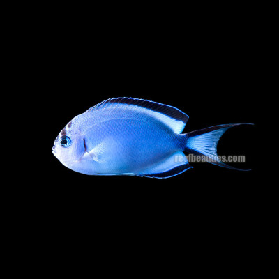 Watanabei Angel EXPERT (Genicanthus Watanabei)