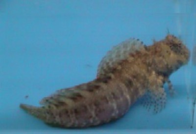 Lawnmower Blenny (Salarias Fasciatus)