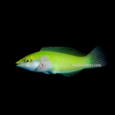 Green Coris Wrasse (Halichoeres Chloropterus)