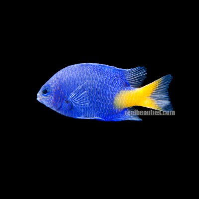 Yellowtail Blue Damsel (Chrysiptera Parasema)