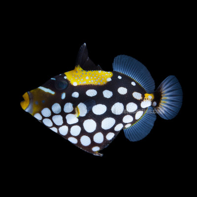 Clown Trigger (Balistoides Conspicillum)
