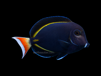 Hybrid Achilles Tang EXPERT (Acanthurus Achilles)
