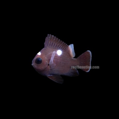 Three Spot Domino Damsel (Dascyllus Trimaculatus)