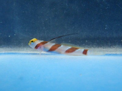Yellow Rose Goby (Stonogobiops Nematodes)