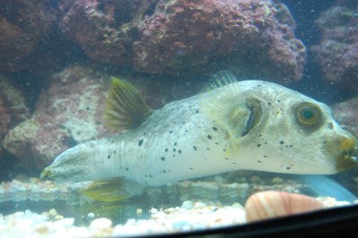 Dogface Puffer (Arothron Nigropunctatus)