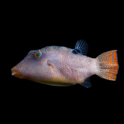 Blue Spotted Puffer (Canthigaster Solandri)