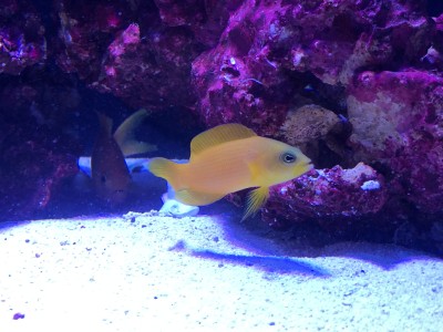 Golden Dottyback (Plectropomus Maculatus)
