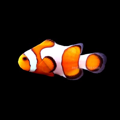 C/B Ocellaris (Amphiprion Ocellaris)