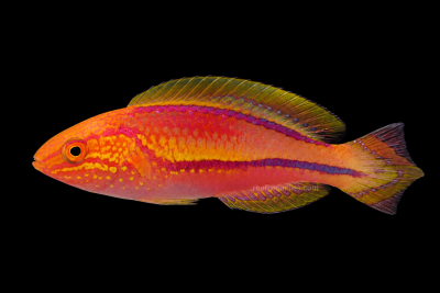 Pintail Fairy Wrasse Male (Cirrhilabrus Lanceolatus)