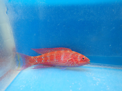 Royal Flasher Wrasse (Paracheilinus Angulatus)