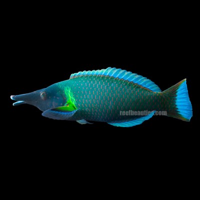 Birdfish Green Wrasse (Gomphosus Varius)