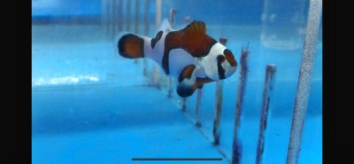 C/B Mocha Storm Clown (Amphiprion Ocellaris)