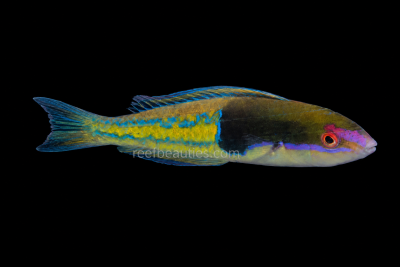 Royal Pencil Wrasse (Pseudojuloides severnsi)