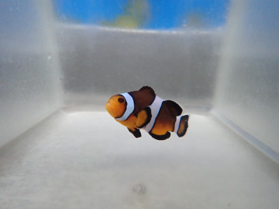 C/B Maine Mocha (Amphiprion Ocellaris)