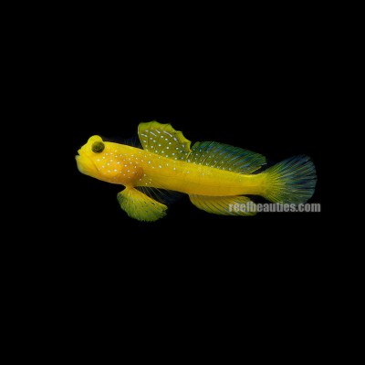 Yellow Watchman Goby (Cryptocentrus Cinctus)