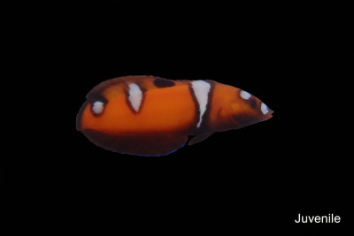 Juv Formosa Wrasse (Coris Formosa)