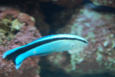 Cleaner Wrasse EXPERT (Labroides Dimidiatus)