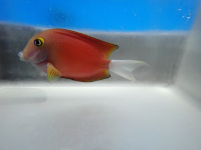 Whitetail Bristletooth Tang (Ctenochaetus Flavicauda)