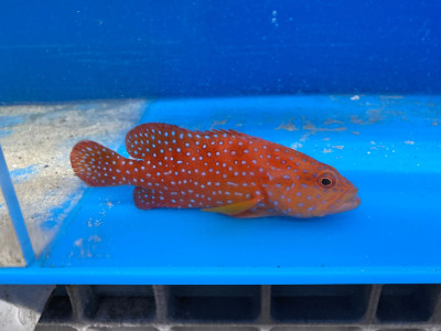 Miniatus Grouper (Cephalopholis Miniata)