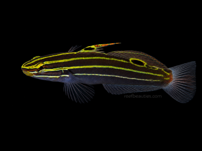 Hector's Goby (Koumansetta Hectori)