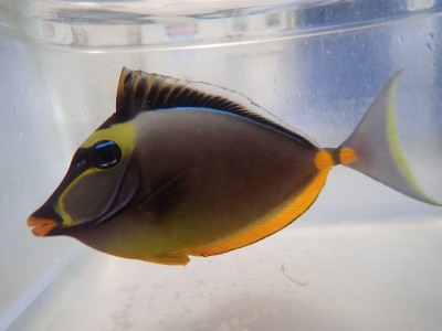 Naso Tang (Naso Lituratus)