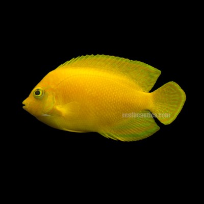 False Lemon Peel Angel (Centropyge Heraldi)