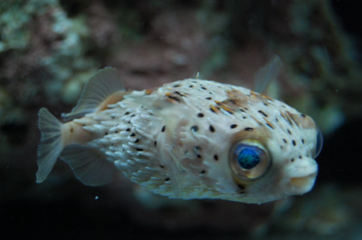 Porcupine Puffer (Diodon Holocanthus)