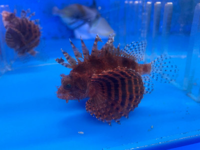 Fuzzy Dwarf Lion EXPERT (Dendrochirus Brachypterus)