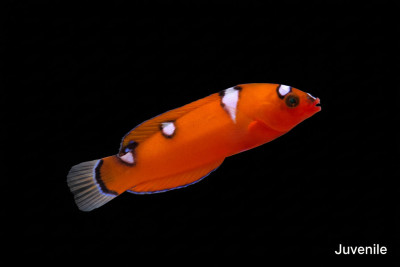 Red Coris Wrasse (Coris Gaimard)