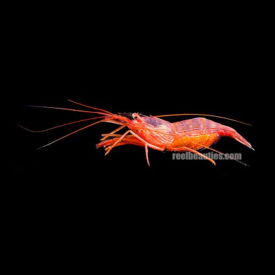 Peppermint Shrimp (Car (Lysmata Wurdemanni)