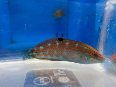 Green Christmas Wrasse Fiji (Halichoeres Claudia)