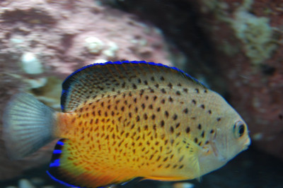 Rusty Angel (Centropyge Ferrugata)