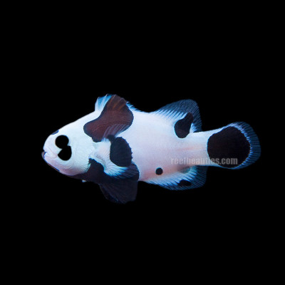 C/B Black Storm Clown (Amphiprion Ocellaris)