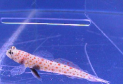 Orange Spotted Shrimp Goby (Amblyeleotris Guttata)