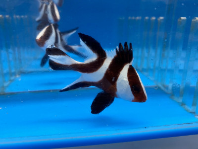 Red Emperor Snapper (Lutjanus Sebae)