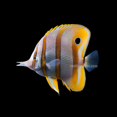 Copperband Butterfly EXPERT (Chelmon Rostratus)