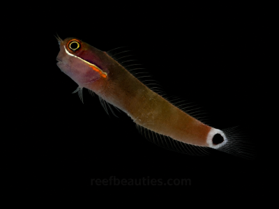 Tail Spot Blenny (Ecsenius Stigmatura)