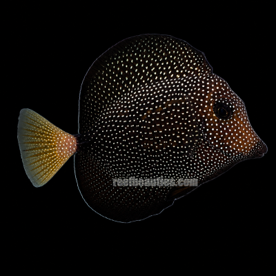Gem Tang EXPERT (Zebrasoma Gemmatum)