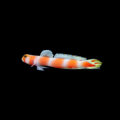 Pinkbar Goby (Africa) (Amblyeleotris Aurora)