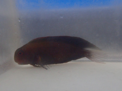 Black Sailfin Blenny (Atrosalarias Fuscus)