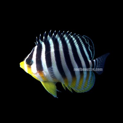 Multibar Angelfish EXPERT (Paracentropyge Multifasciata)